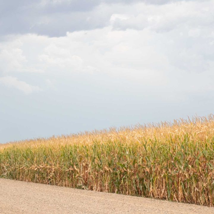 _59A4207panhandle-farms-00